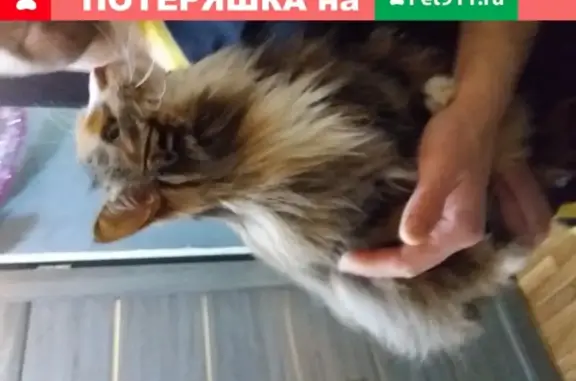 Найдена кошка в доме 15 на ул. Пражская, Кудрово
