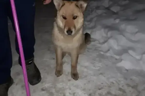 Найдена собака на юго-западном ж/м Новосибирск
