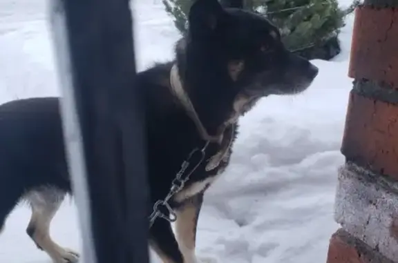Найдена собака в Новотроицке, ищем хозяина