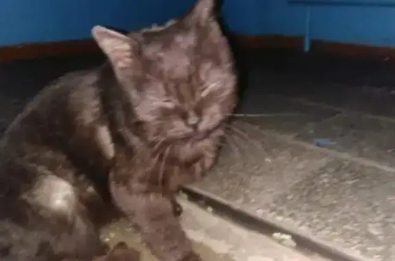 Найден черный кот с поврежденной лапкой на ул. Объединения