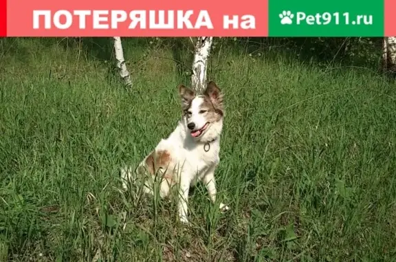 Пропала собака Бим в Пушкарном, Белгородский район