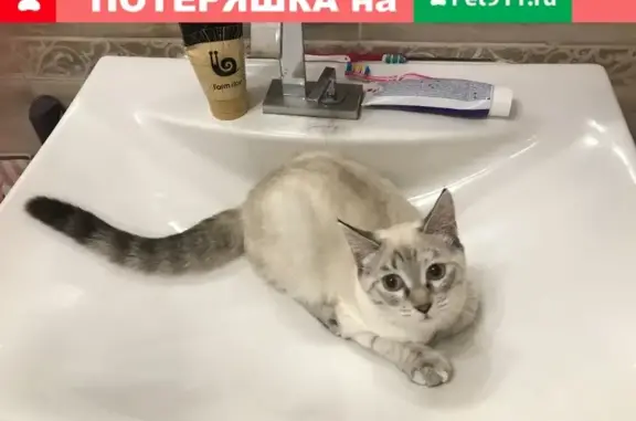 Кошки потеряшки, Екатеринбург, фото: Потеряшка кошка на ул. Фурманова в Екатеринбурге