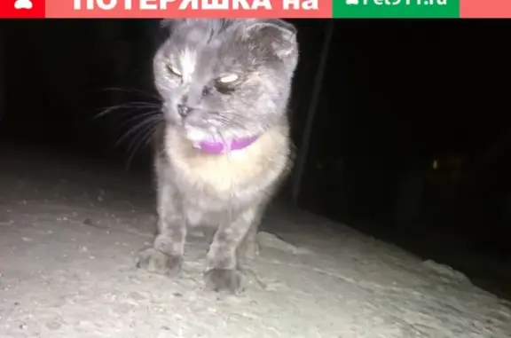 Найдена домашняя кошка на ул. Длинная, Краснодар