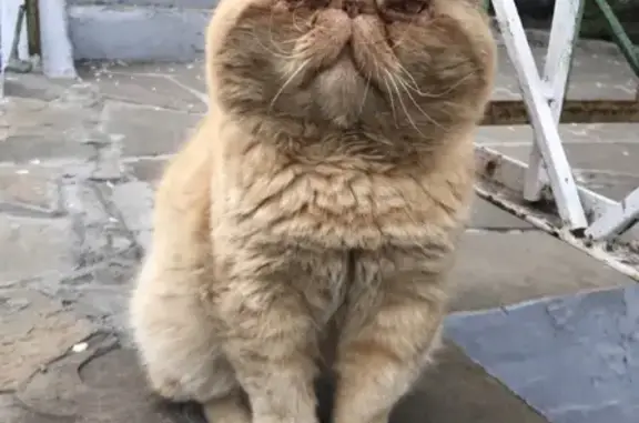 Пропал рыжий кот в Ростове на Аэроклубовском переулке