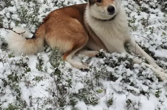 Собаки потеряшки, Нижний Новгород, фото: Потеряшка собака на Южном шоссе 20А