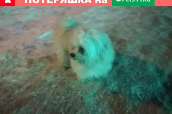 Собака Гаванский терьер найдена в Электростали