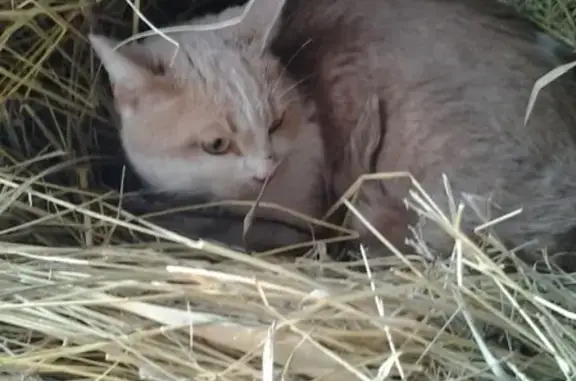 Пропала кошка в Краснодаре, хутор Трудобеликовский