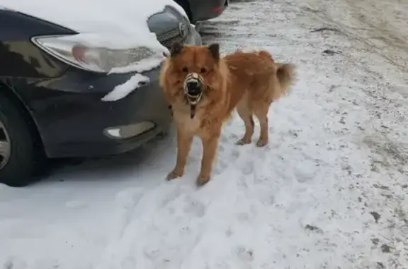 Найдена истощенная собака на Омской улице, Челябинск