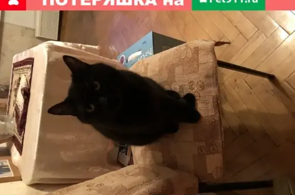 Найден добрый большой чёрный кот в Санкт-Петербурге