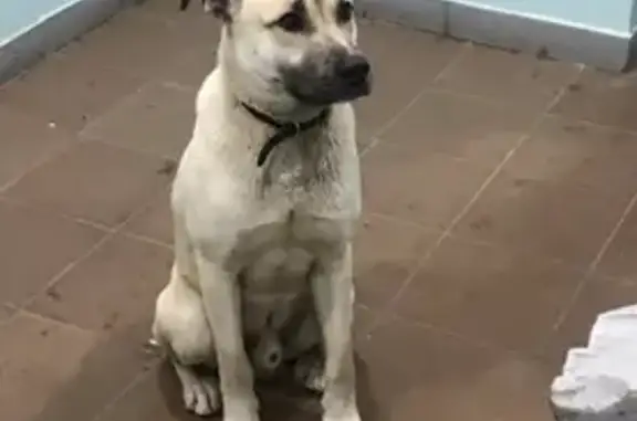 Найден добрый пёс на Циолковского 50
