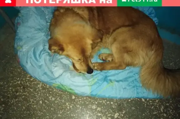 Собака Рыжий найдена в Волгограде.