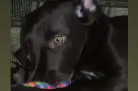 Собаки потеряшки, Нижний Новгород, фото: Потеряшка собака Тайсон на улице Бекетова, Нижний Новгород