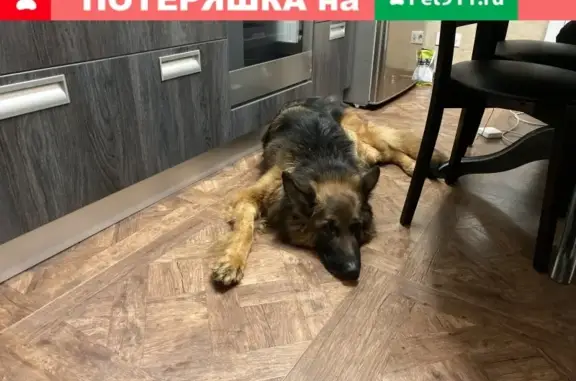 Найдена собака Немецкая овчарка в Москве