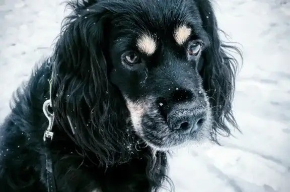 Собаки потеряшки, Тверь, фото: Потеряшка собака 