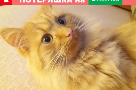 Пропала кошка на ул. Плеханова, 36 в Петрозаводске