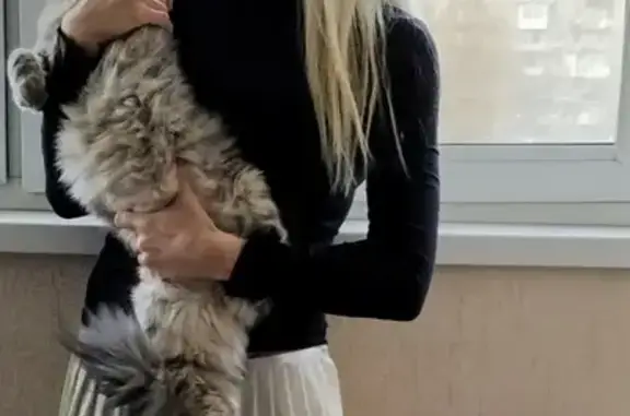 Кошки потеряшки, Санкт-Петербург, фото: Потеряшка кошка на ул. Тамбасова 25к6 (29 символов)