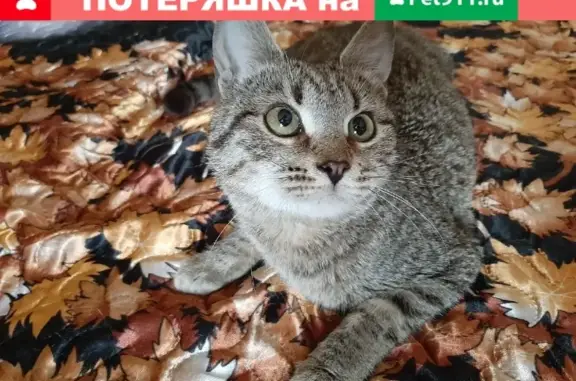 Найдена кошка на улице Наташи Ковшовой, 17