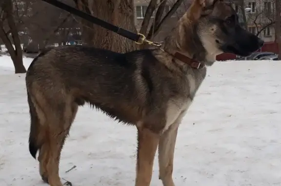 Найден щенок в Москве, похож на немецкую овчарку