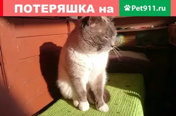 Найден взрослый кот без ошейника в Москве