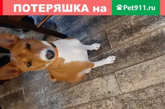 Найдена собака в Первомайском поселении