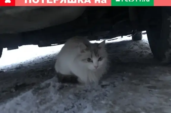 Найдена ухоженная кошка на Московском тракте 137