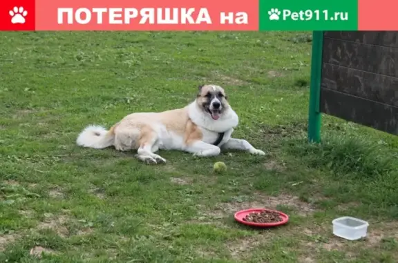 Пропала собака Оби на улице Паперника, Москва