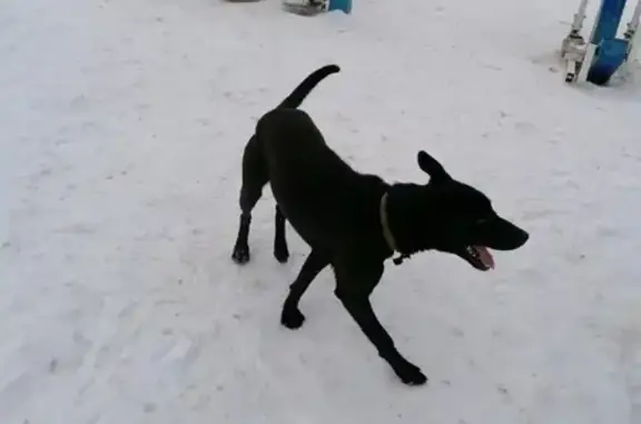 Найдена собака в Казани, микрорайон Азино-1