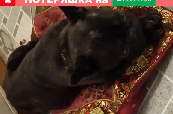 Найдена собака на Малой Калитниковской