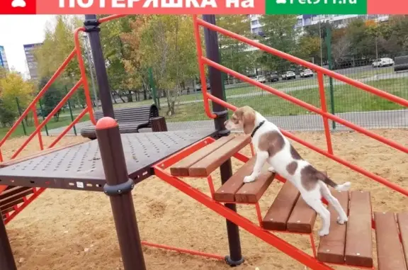 Пропала собака Метис с таксой в Капотне, Москва