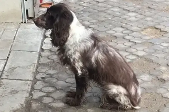 Пропала собака Рося на ул. Дзержинского