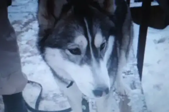 Найдена собака Хаски в парке Северное Тушино