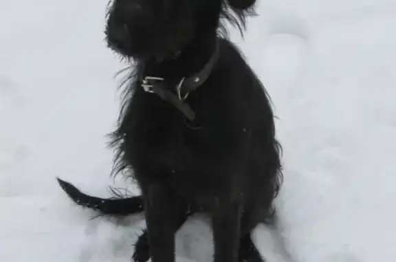 Найдена собака на Минском шоссе в Лесном Городке