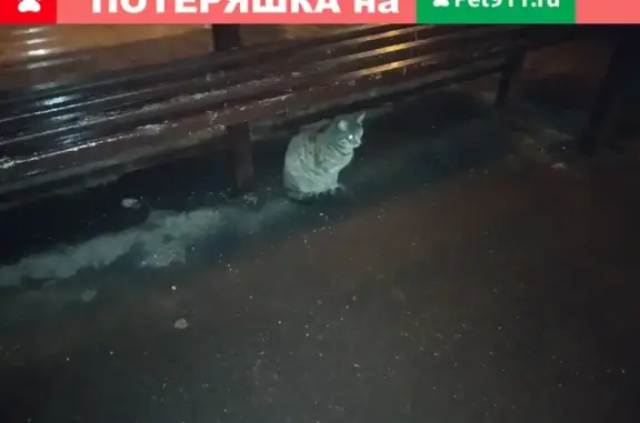 Найдена кошка на ул. академика Янгеля, ошейник на ул. Газопровод
