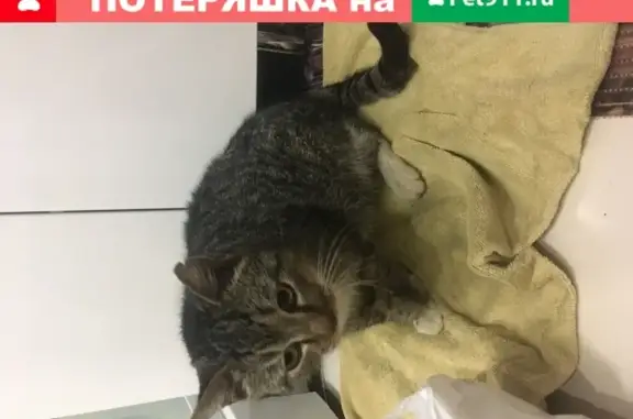 Кот домашний найден на Пискарёвском проспекте
