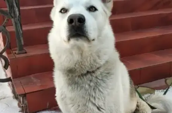 Найдена собака, Ульяновск, фото: Найдена собака в Ульяновске: 89510989768