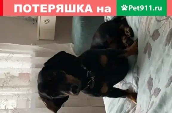 Пропала собака Альба в СНТ Покровка, Московская область