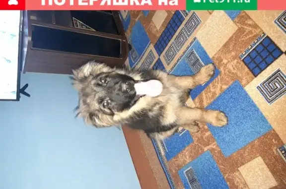 Пропала собака на Центральной улице, Верхнее Мячково, Россия