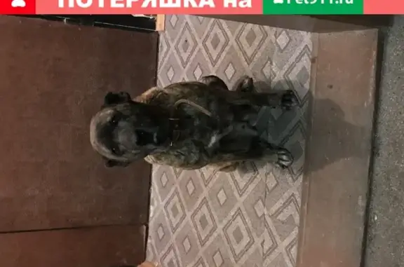 Найдена собака на Штурвальной улице