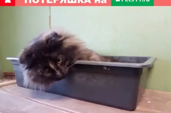 Пропала кошка в Москве, вислоухая и темно-бурая.