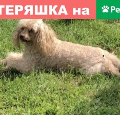 Пропала собака Флика в Дмитрове, ул. Космонавтов