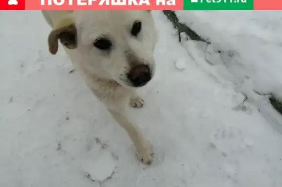 Найдена собака в Теплом Стане, возраст около года
