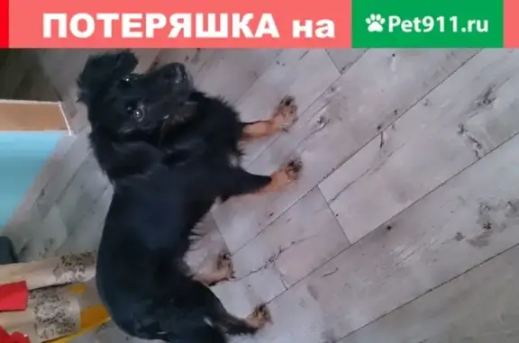 Собака без ошейника найдена в Тукаевском районе