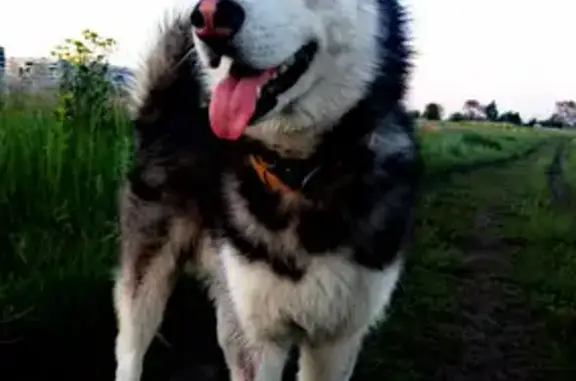 Собаки потеряшки, Новокузнецк, фото: Потеряшка собака Хаски в Новоильинском районе, Кемеровская область