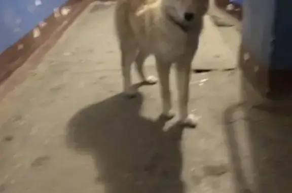 Собака найдена в ЖК Юдино, Казань