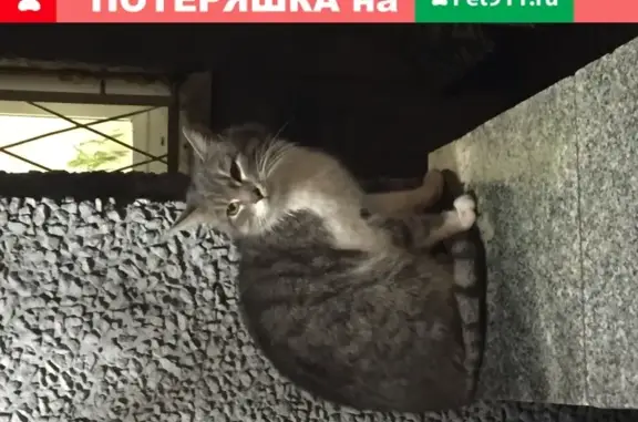 Найден домашний кот в Кунцево, Москва