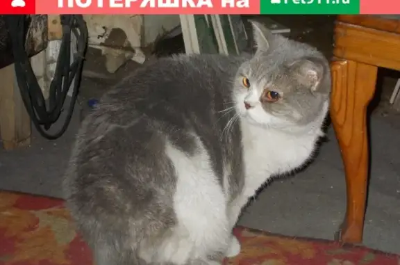 Найдена больная кошка в Барнауле