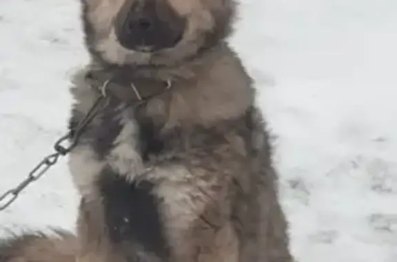 Собаки потеряшки, Нижний Новгород, фото: Потеряшка собака на улице Декабристов