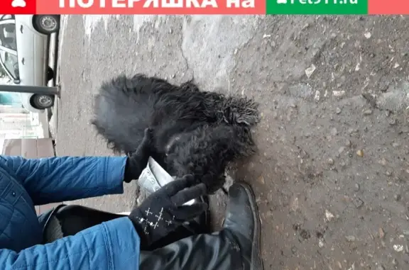 Найдена собака на ул. Фатыха Амирхана в Казани