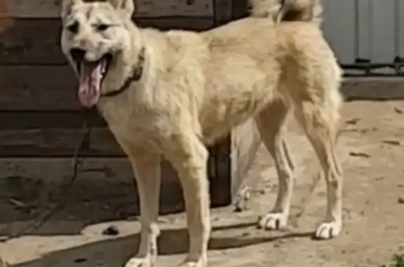 Пропала собака в поселке Междуречье, Гусевский район, Калиниградская область
