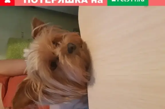 Пропала собака Лили на ул. Дениса Давыдова, Новосибирск